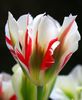 Lalele viridiflora Flaming Spring Green1.1