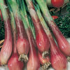 Ceapa rosie perena Red Toga (Allium fistulosum)