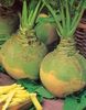 Nap suedez Swede Jaune a collet vert1