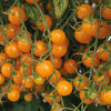 Tomate Sunlemon F1