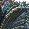 Varza Kale Black Magic1.1