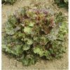 Salata frunze Mottistone1.1
