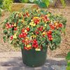 Tomate cherry curgatoare Tumbler