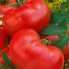 Tomate Faworyt F1