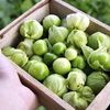 Tomatillo