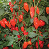 Ardei iute   Lanterns2
