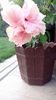 Hibi Classic Pink