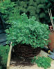 Coriander Cilantro for Leaf1