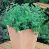 oregano greek1