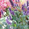 Agastache rugosa -Menta Koreana