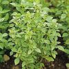Busuioc Bush