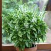 Busuioc Floral Sires White2