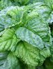 Busuioc frunza de salata Neapolitano0