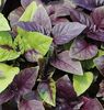 Busuioc germeni Dark Opal1.1