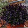 Mustar oriental crestat Red frills2