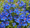 Anagallis Blue Pimpernel-scanteiuță 