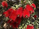 Callistemon 1.