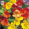 Călțunași curgatori tropaeolum trailling mix1