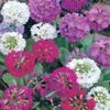 Ciubotica cucului Primula Drumstick Mixed