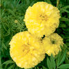 Craite inalte (Tagetes erecta)  Key Lime