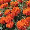 Craite Tagetes Kees Orange
