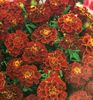 Craite tagetes red cherry1