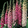 Digitalis Foxy Mix0