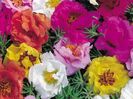 Floare de piatra Porulaca Double Mixed