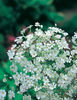 Floarea Miresei Gypsophilla Monarch White