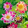 Dalia Yankee Doodle Dandy1 Gherghine