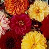 Gherghine Dahlia Figaro Mix 0