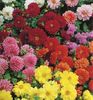 Gherghine Dahlia Figaro Mix0