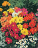 Gherghine Dahlia mignon mix1