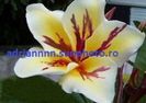 PLUMERIA VISHANU