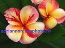 PLUMERIA TOP ANGEL