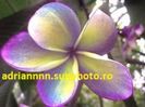 PLUMERIA SURAVNEE