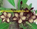 Plumeria Rare Black Sugar