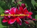 PLUMERIA RED BIRD