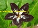 PLUMERIA BLACK SPIDER