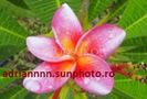 PLUMERIA RODSUKON