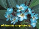 PLUMERIA BLUE HAWAIIFRAGRANT
