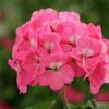 seminte-pelargonium-hortorum-horizon-f1-neon-rose