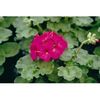 seminte-pelargonium-hortorum-horizon-f1-violet