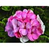 seminte-pelargonium-hortorum-pinto-premium-f1-white-to-rose