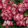 seminte-pelargonium-hortorum-multibloom-f1-scarlet-eye