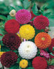 Gherghine Dahlia Pompon mix.