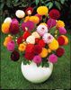 Gherghine Dahlia Pompon mix1