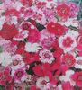 Garofite chinezesti Dianthus Baby Doll