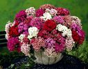 Garofite turcesti Dianthus Pinocchio Mix 1