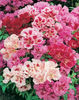Godetia Azalea Flowered Mixed